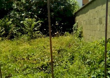 Foto 4 - Terreno edificabile via crucis, Sant'Antimo - foto 4