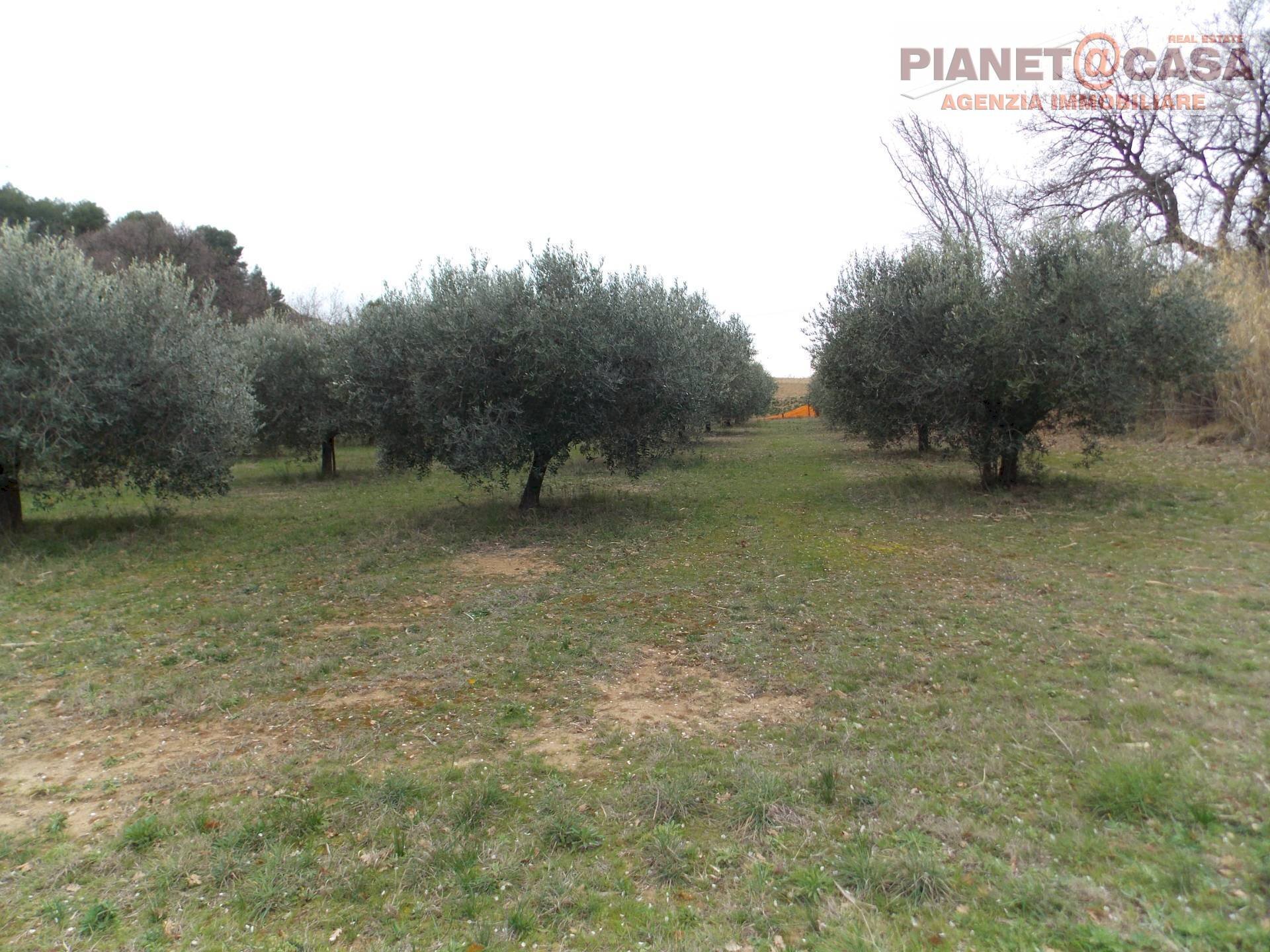 Foto 1 - Terreno agricolo Contrada Santa Lucia, San Benedetto del Tronto - foto 1