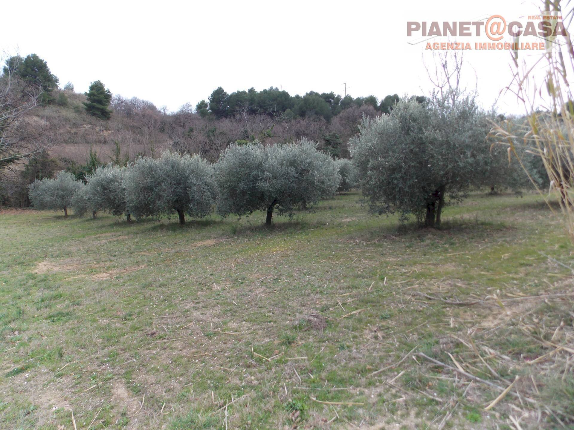 Foto 3 - Terreno agricolo Contrada Santa Lucia, San Benedetto del Tronto - foto 3