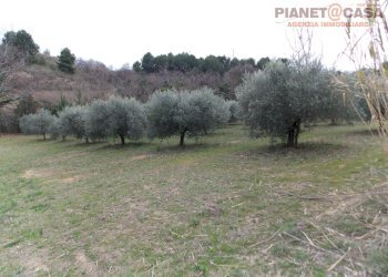 Foto 3 - Terreno agricolo Contrada Santa Lucia, San Benedetto del Tronto - foto 3