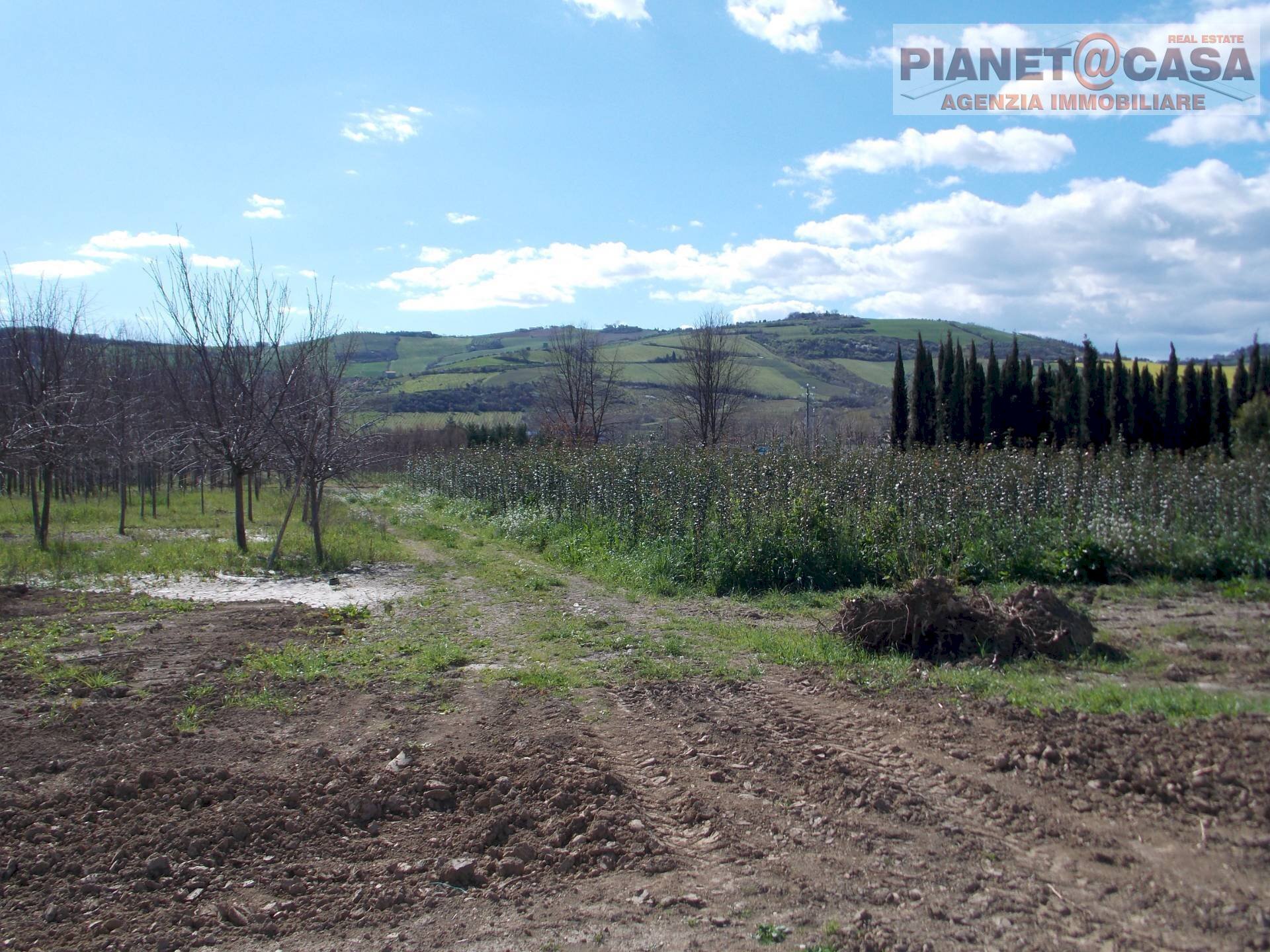 Foto 2 - Terreno agricolo Via Morrice, Colli del Tronto - foto 2