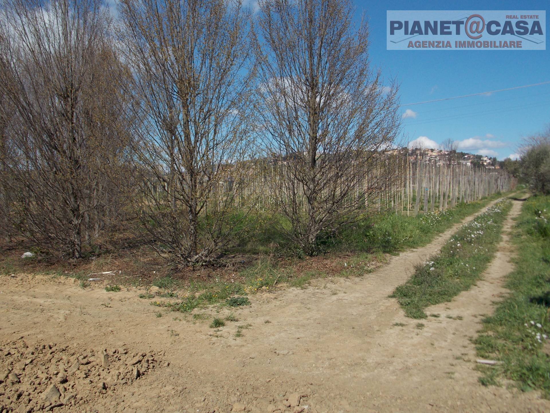 Foto 3 - Terreno agricolo Via Morrice, Colli del Tronto - foto 3