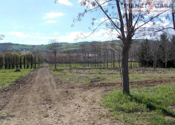 Foto 1 - Terreno agricolo Via Morrice, Colli del Tronto - foto 1