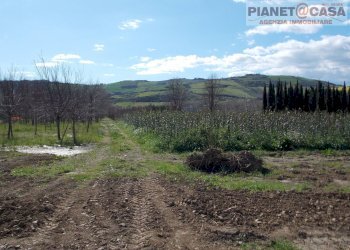 Foto 4 - Terreno agricolo Via Morrice, Colli del Tronto - foto 4