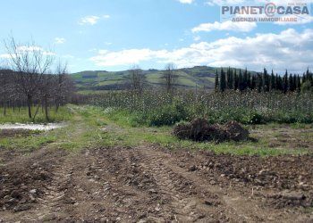 Foto 5 - Terreno agricolo Via Morrice, Colli del Tronto - foto 5