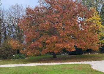 Foto 38 - Villa Via Brigata Mantova
 
11, Moriago della Battaglia - foto 38