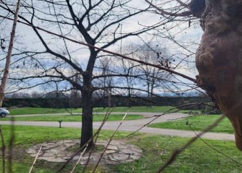 Foto 41 - Villa Via Brigata Mantova
 
11, Moriago della Battaglia - foto 41