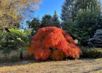 Foto 36 - Trilocale Via Zara
 
1, Fagnano Olona - foto 35