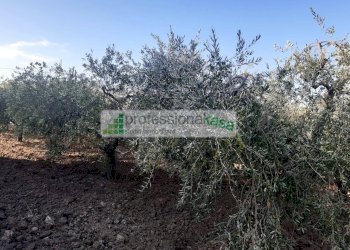 Foto 53 - Casa indipendente MONTENERO DI BISACCIA, Montenero di Bisaccia - foto 53