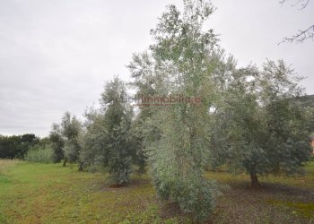 Foto 7 - Terreno agricolo Via Appia lato roma, Gaeta - foto 7