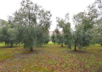 Foto 8 - Terreno agricolo Via Appia lato roma, Gaeta - foto 8