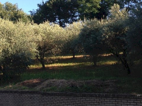 Foto 2 - Terreno edificabile madonna del popolo, Montegiorgio - foto 2