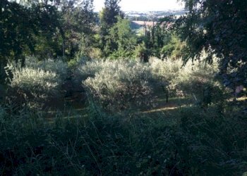 Foto 4 - Terreno edificabile madonna del popolo, Montegiorgio - foto 4