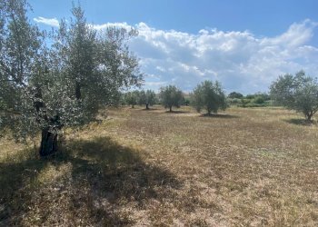 Foto 1 - Terreno agricolo strada provinciale paludi, Fermo - foto 1