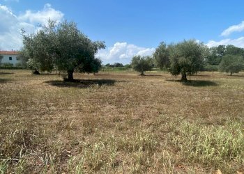 Foto 3 - Terreno agricolo strada provinciale paludi, Fermo - foto 3