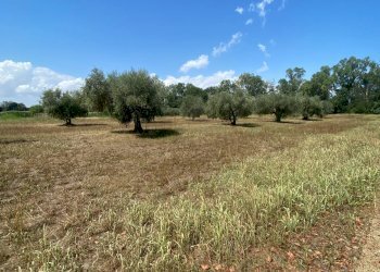 Foto 5 - Terreno agricolo strada provinciale paludi, Fermo - foto 5