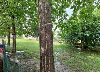 Foto 5 - Independent house via Volpi 21, Falerone - photo 5