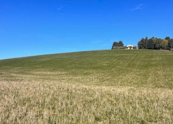 Foto 10 - Terreno agricolo C.da Montefiore
89, Recanati - foto 10