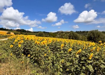 Foto 15 - Casa indipendente Contrada Maltignano
 
10, Petritoli - foto 15