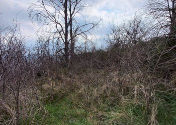 Foto 17 - Rustico contrada coste, Montelparo - foto 17