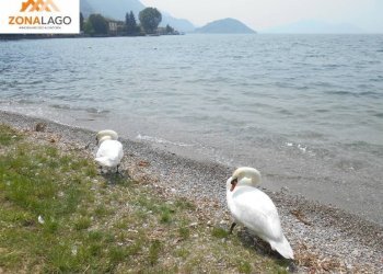 Foto 32 - Quadrilocale VIA BATTISTI
 
89, Sulzano - foto 32