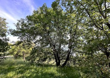 Foto 15 - Terreno edificabile VIA BELLAVISTA, Castiglione Cosentino - foto 14