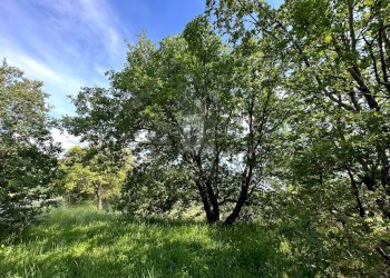 Foto 18 - Terreno edificabile VIA BELLAVISTA, Castiglione Cosentino - foto 17