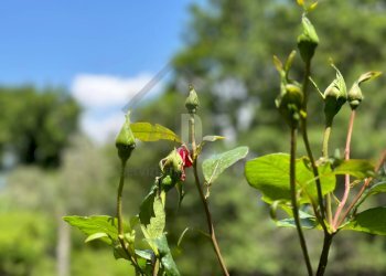 Foto 45 - Rustico VIA DEI GASPARONI, Marano Marchesato - foto 45