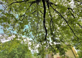 Foto 46 - Rustico VIA DEI GASPARONI, Marano Marchesato - foto 46