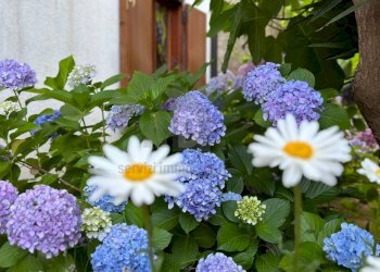 Foto 25 - Appartamento VIA CALABRIA
 
26, Carolei - foto 25