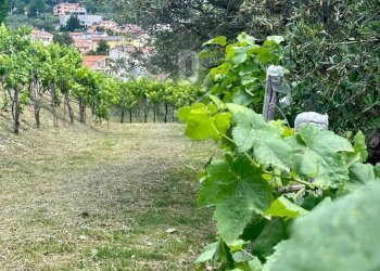 Foto 47 - Villa VIALE VIRGILIO
 
9, Mendicino - photo 47