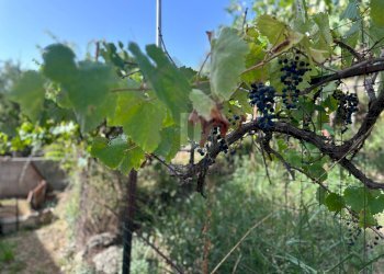 Foto 48 - Villa VIALE VIRGILIO
 
9, Mendicino - photo 48