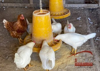 Foto 28 - Rustico Cassaro - foto 28