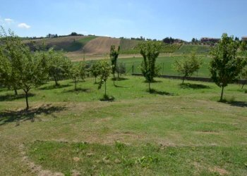 Foto 7 - Rustico Strada Provinciale, Offida - foto 7