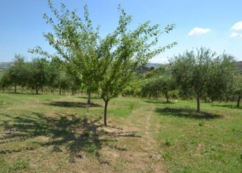 Foto 8 - Rustico Strada Provinciale, Offida - foto 8