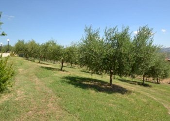 Foto 9 - Rustico Strada Provinciale, Offida - foto 9