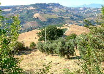 Foto 11 - Rustico Montefiore, Montefiore dell'Aso - foto 11