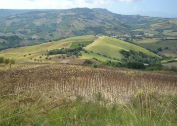 Foto 24 - Rustico Montefiore, Montefiore dell'Aso - foto 24