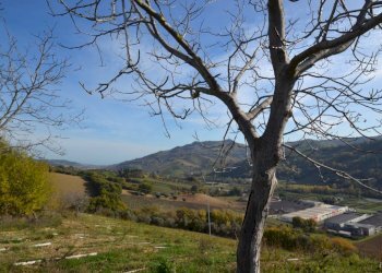 Foto 7 - Rustico Contrada San Rustico, Ripatransone - foto 7