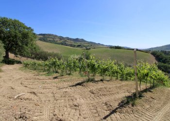 Foto 13 - Rustico Contrada San Rustico, Ripatransone - foto 13