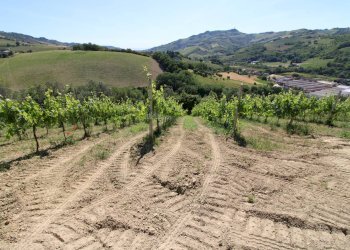 Foto 14 - Rustico Contrada San Rustico, Ripatransone - foto 14