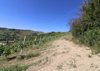 Foto 15 - Rustico Contrada San Rustico, Ripatransone - foto 15