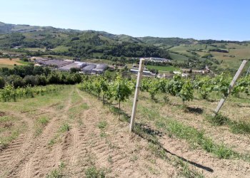 Foto 16 - Rustico Contrada San Rustico, Ripatransone - foto 16