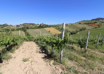 Foto 17 - Rustico Contrada San Rustico, Ripatransone - foto 17