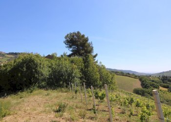 Foto 18 - Rustico Contrada San Rustico, Ripatransone - foto 18