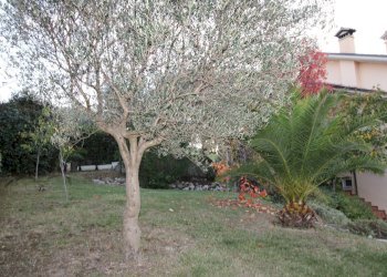 Foto 37 - Villa via ugo foscolo, Appignano del Tronto - foto 36