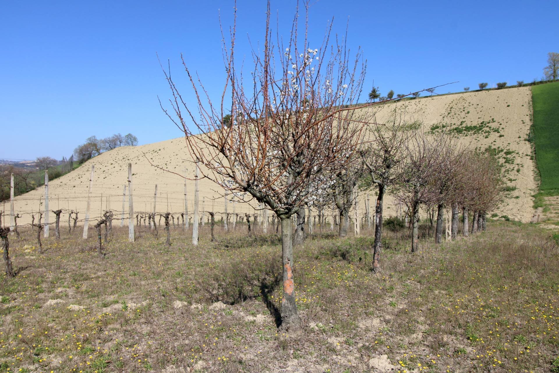 Foto 2 - Terreno agricolo via del mulino, Montottone - foto 2