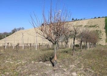 Foto 2 - Terreno agricolo via del mulino, Montottone - foto 2