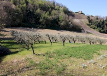 Foto 4 - Terreno agricolo via del mulino, Montottone - foto 4