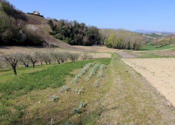 Foto 5 - Terreno agricolo via del mulino, Montottone - foto 5